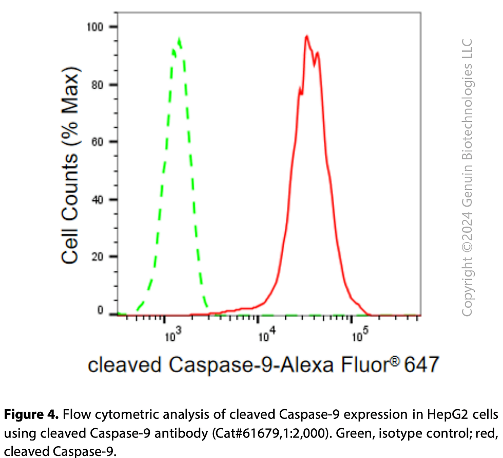 Thumbnail: KD-Validated Anti-cleaved Caspase-9 Rabbit Monoclonal Ab#61679