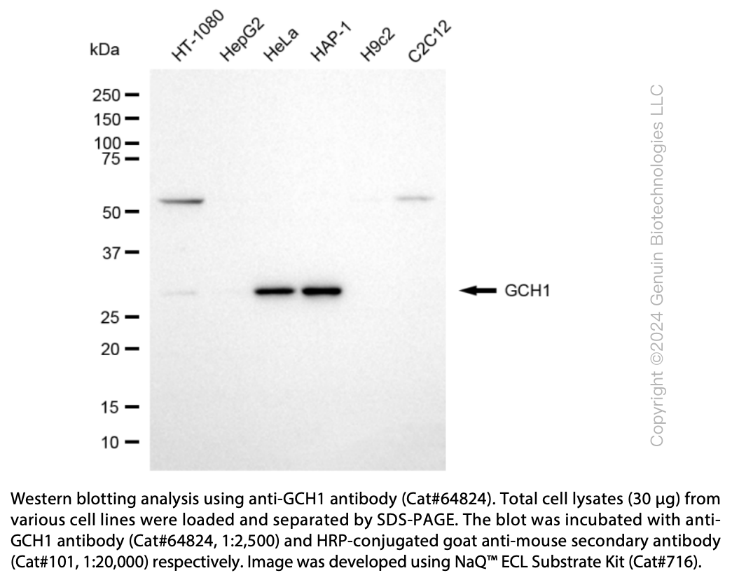 KD-Validated Anti-GTP Cyclohydrolase 1 Mouse Monoclonal Ab #64824