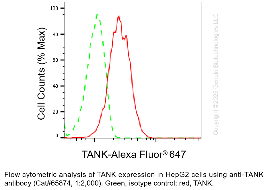Thumbnail: KD-Validated Anti-TANK Mouse Monoclonal ab #65874