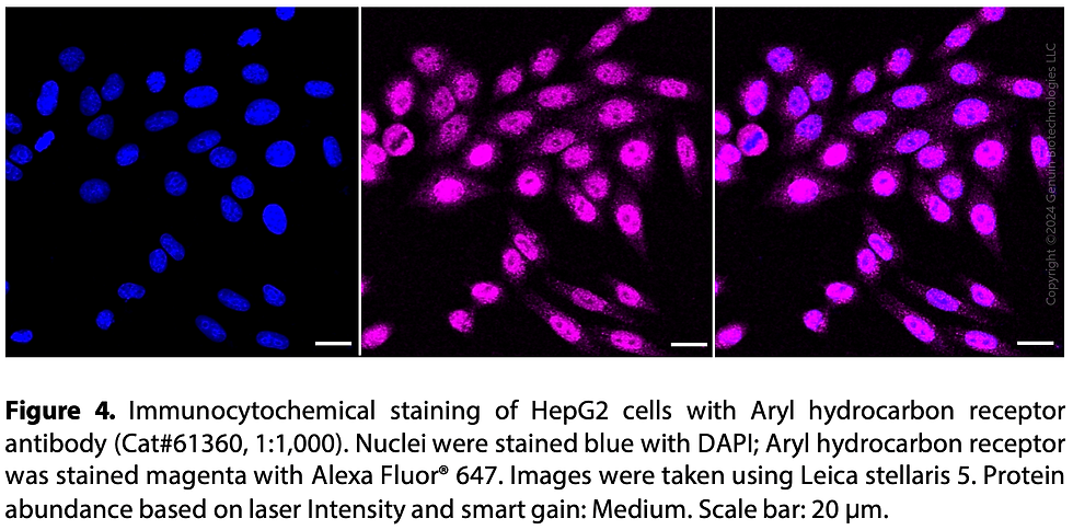 Thumbnail: KD-Validated Anti-Aryl Hydrocarbon Receptor Rabbit Monoclonal Ab#61360