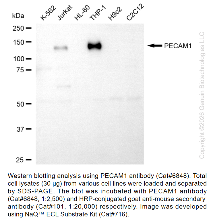 PECAM1 Mouse mAb #6848