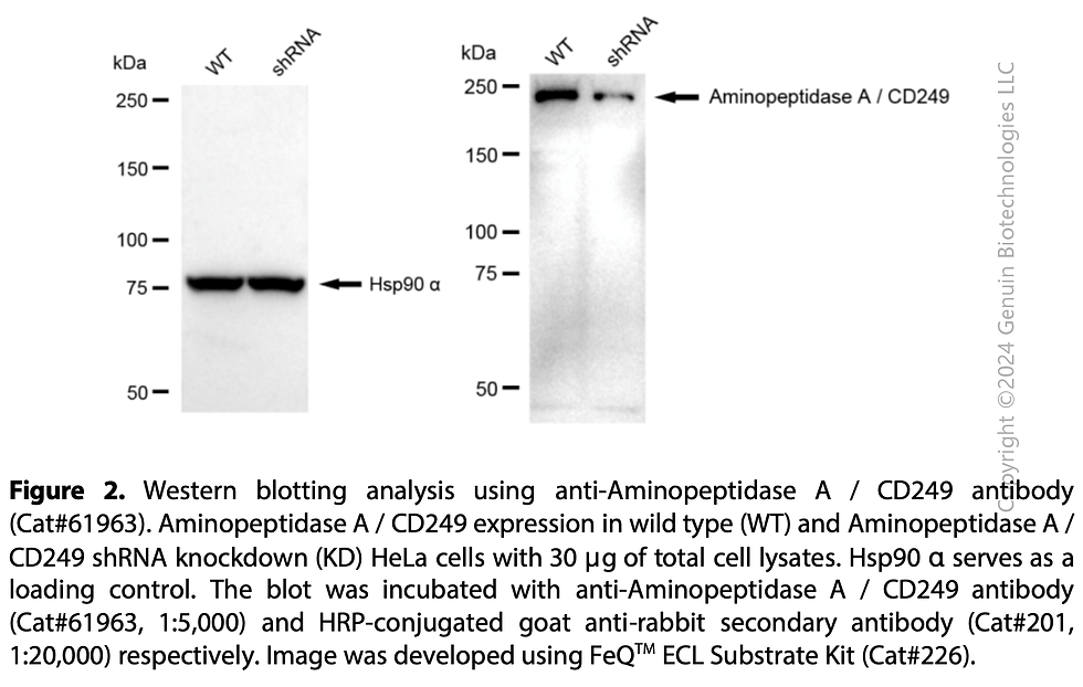 Thumbnail: KD-Validated Anti-Aminopeptidase A / CD249 Rabbit mAb#61963