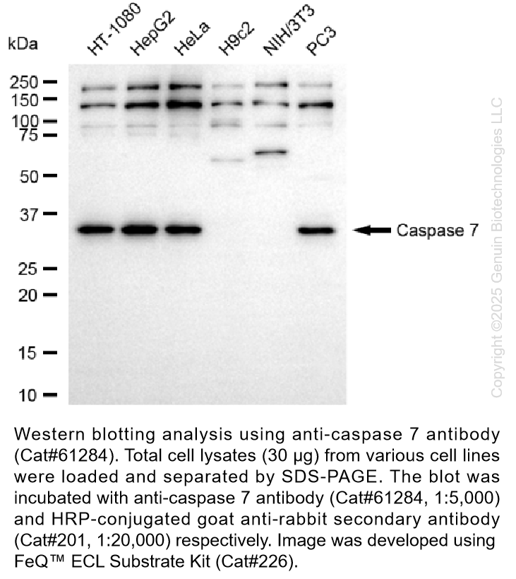 KD-Validated Anti-Caspase 7 Rabbit Monoclonal Ab #61284