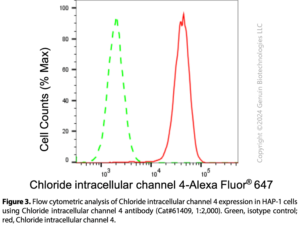 Thumbnail: KD-Validated Anti-Chloride Intracellular Channel 4 Rabbit Monoclonal Ab#61409
