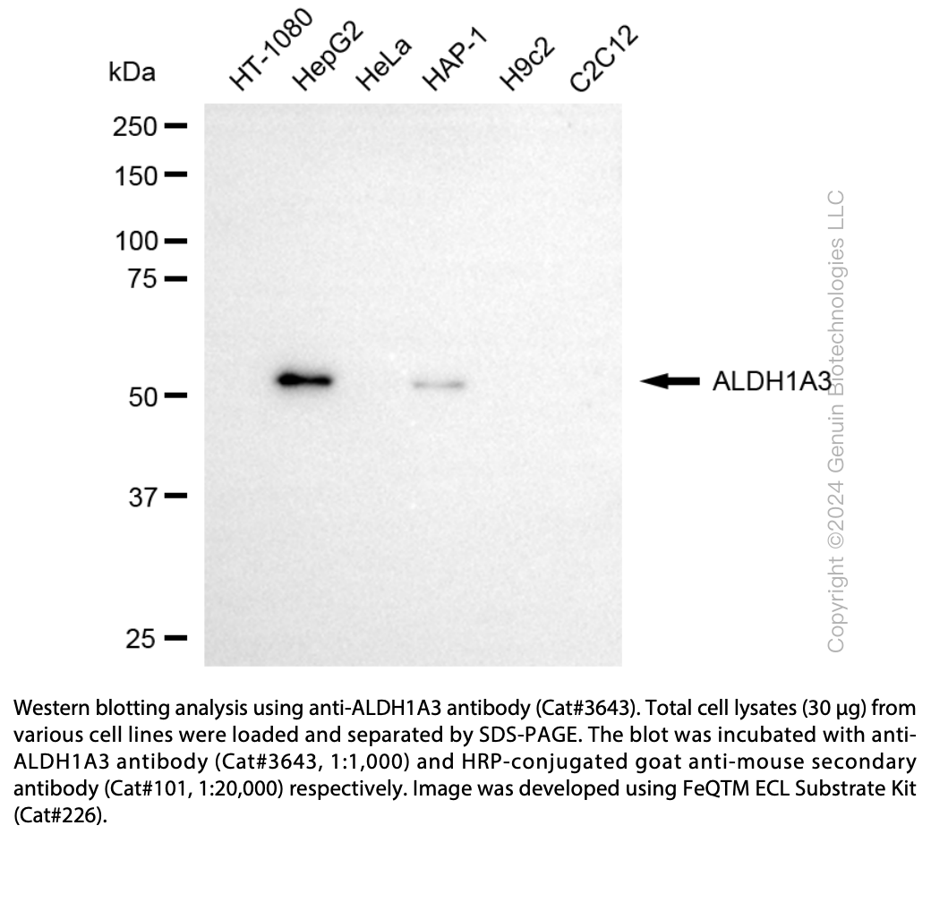 Anti-ALDH1A3 Mouse monoclonal Ab #3643