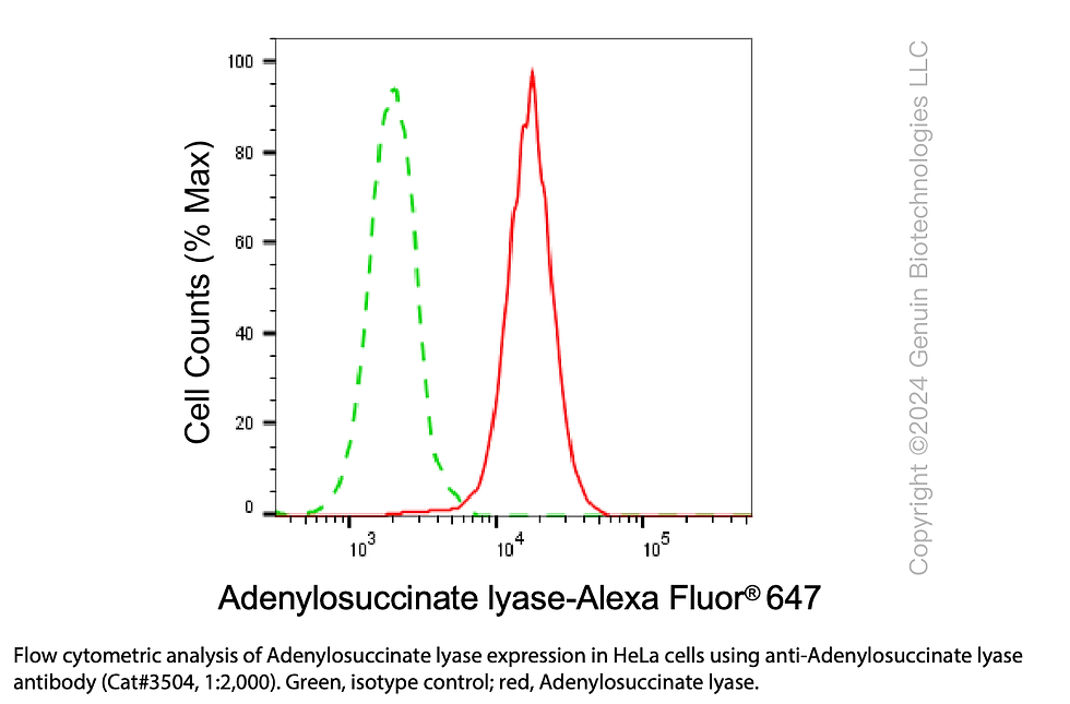 Thumbnail: Anti-Adenylosuccinate Lyase Mouse Monoclonal Ab #3504