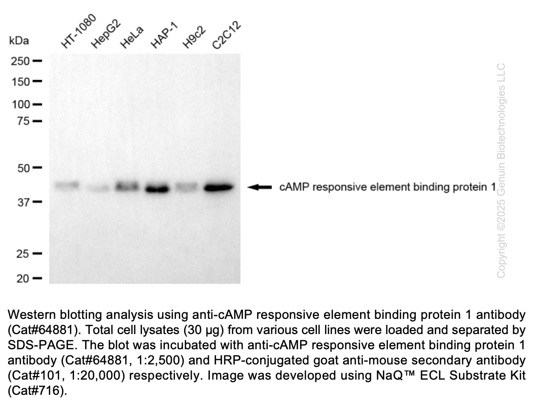 KD-Validated Anti-CREB1 Mouse Monoclonal Ab #64881