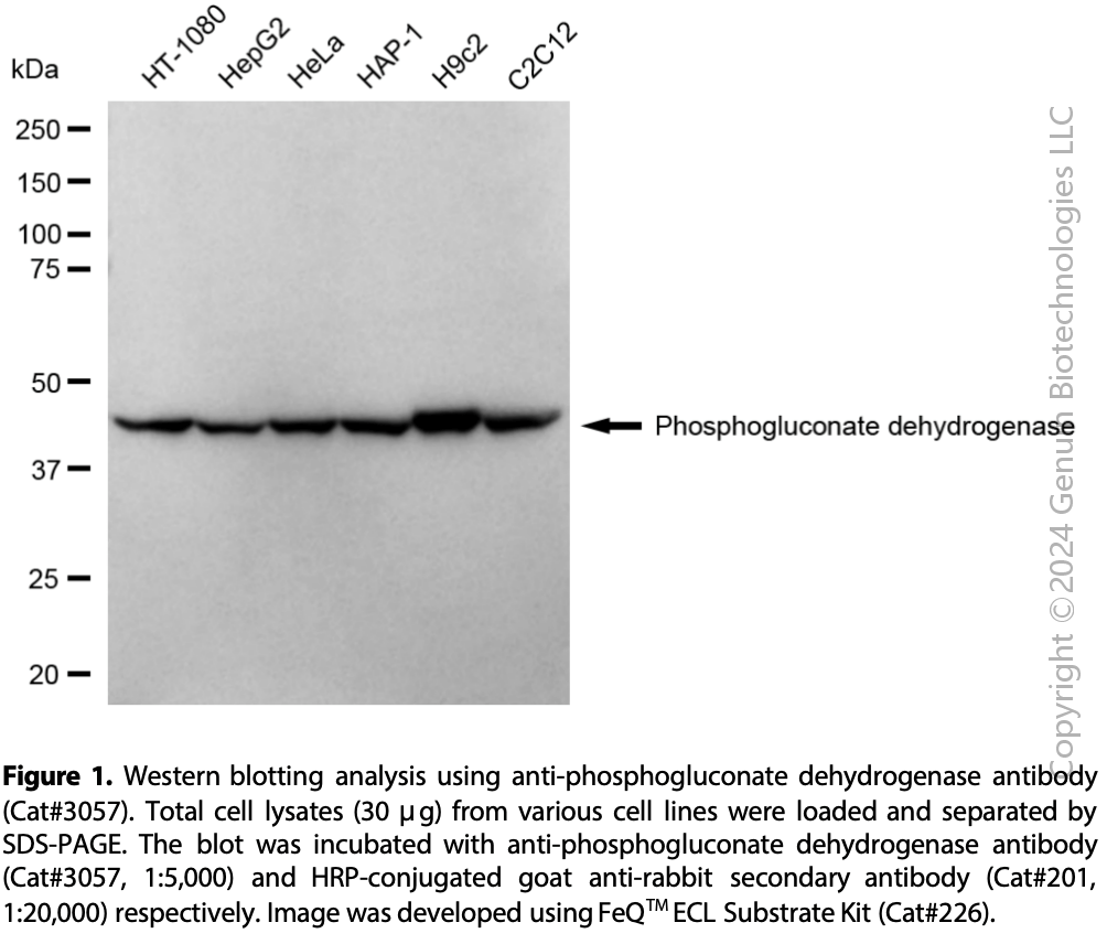 Anti-Phosphogluconate Dehydrogenase Rabbit mAb #3057
