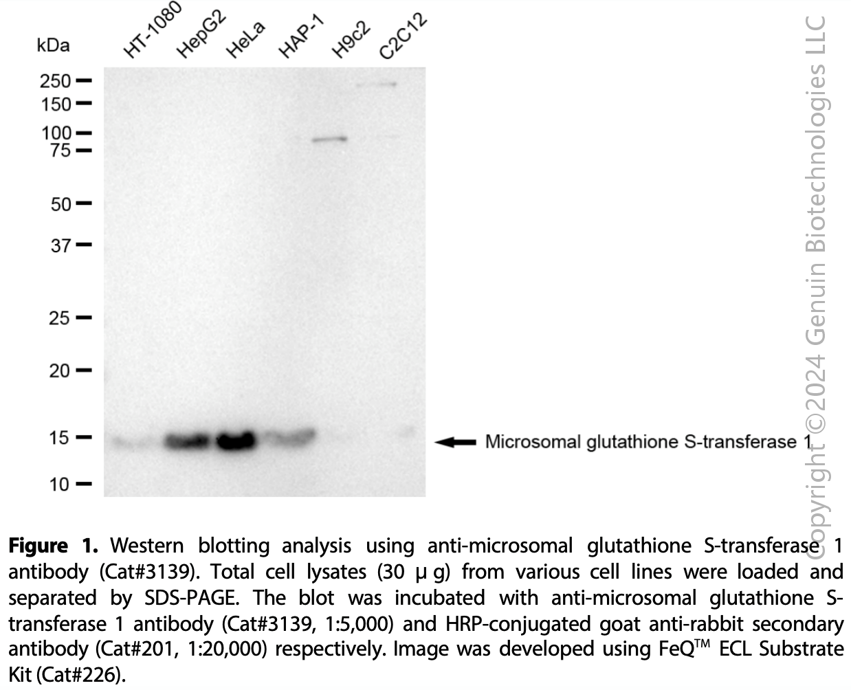 Anti-MGST1 Rabbit mAb #3139