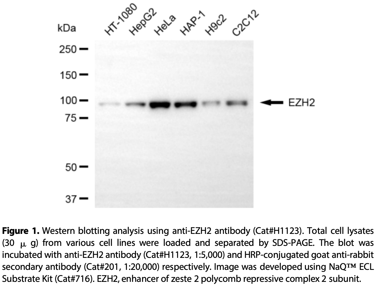KD-Validated Anti-EZH2 Rabbit Monoclonal Ab #H1123