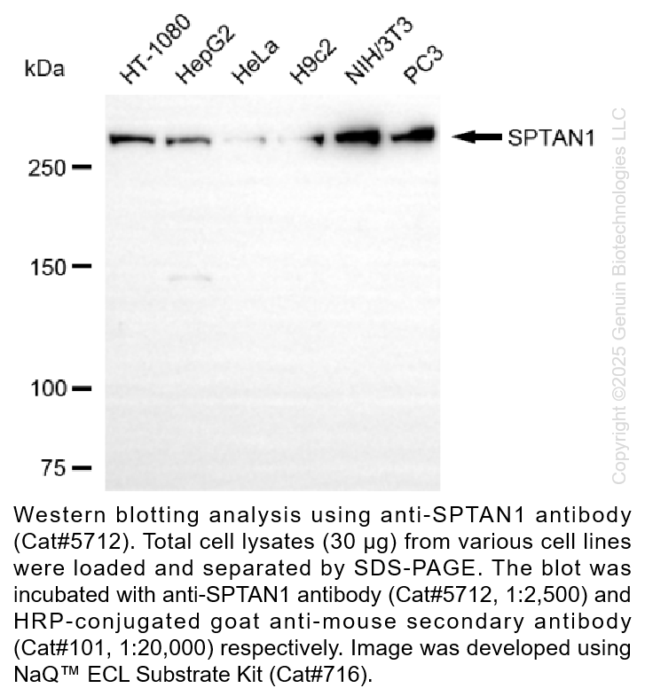 Anti-SPTAN1 Mouse Monoclonal Ab #5712