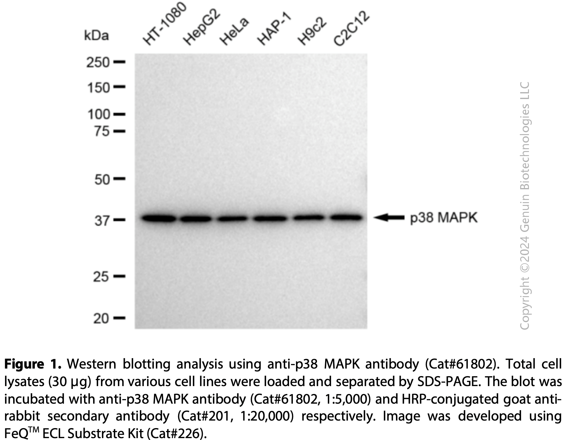 KD-Validated Anti-p38 MAPK Rabbit mAb#61802