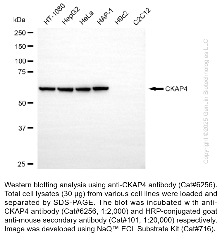 CKAP4 Mouse mAb #6256