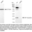 Thumbnail: KD-Validated Anti-ADP Ribosylation Factor 6 Rabbit Monoclonal Ab#61392