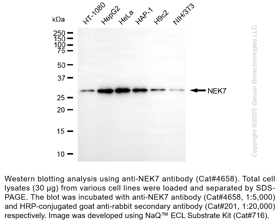Anti-NEK7 Rabbit Monoclonal Ab #4658