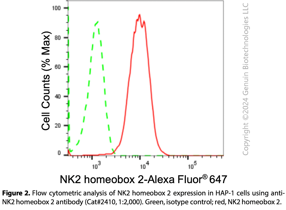 Thumbnail: Anti-NK2 Homeobox 2 Rabbit mAb #2410