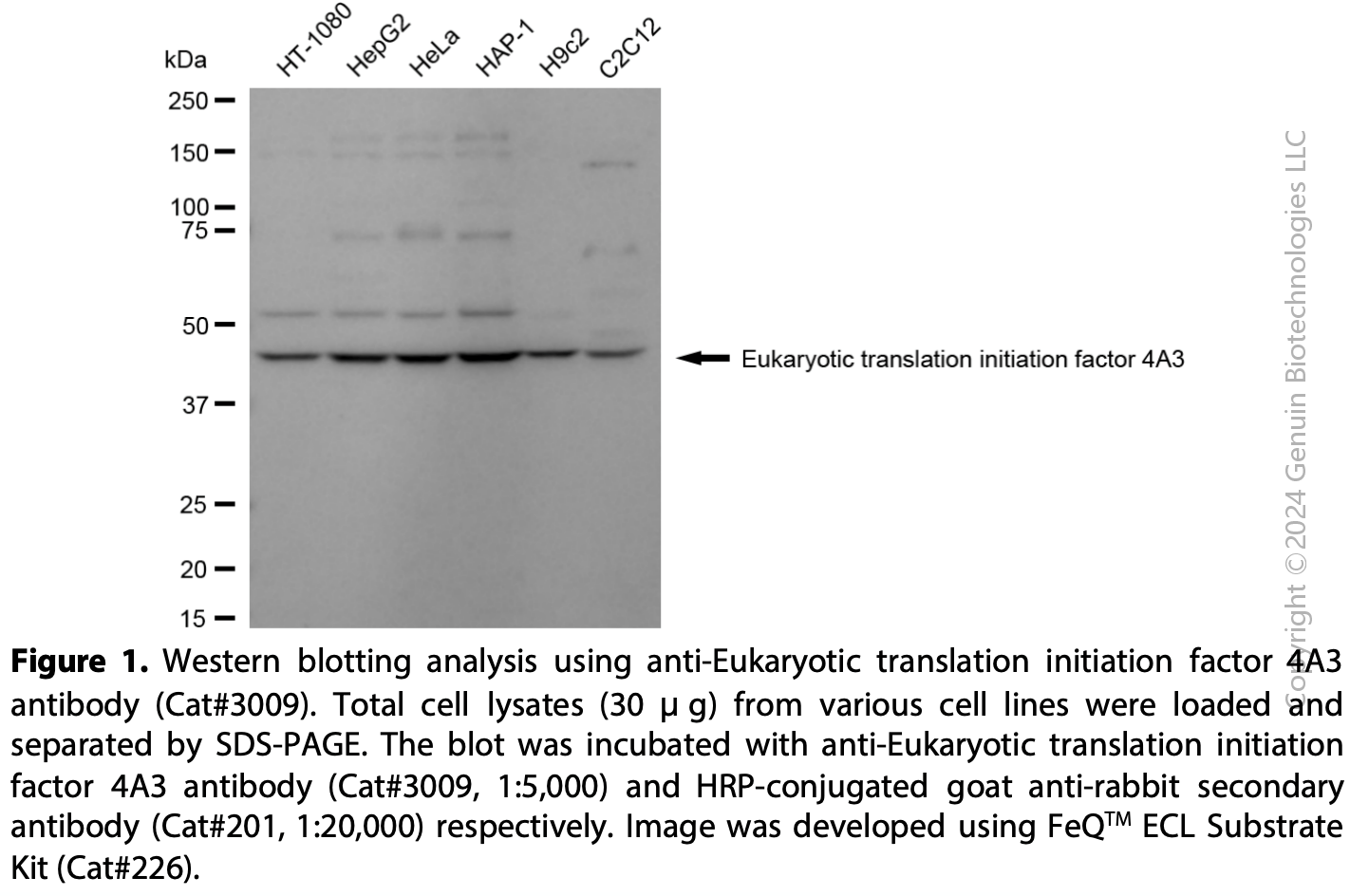 Anti-EIF4A3 Rabbit mAb #3009