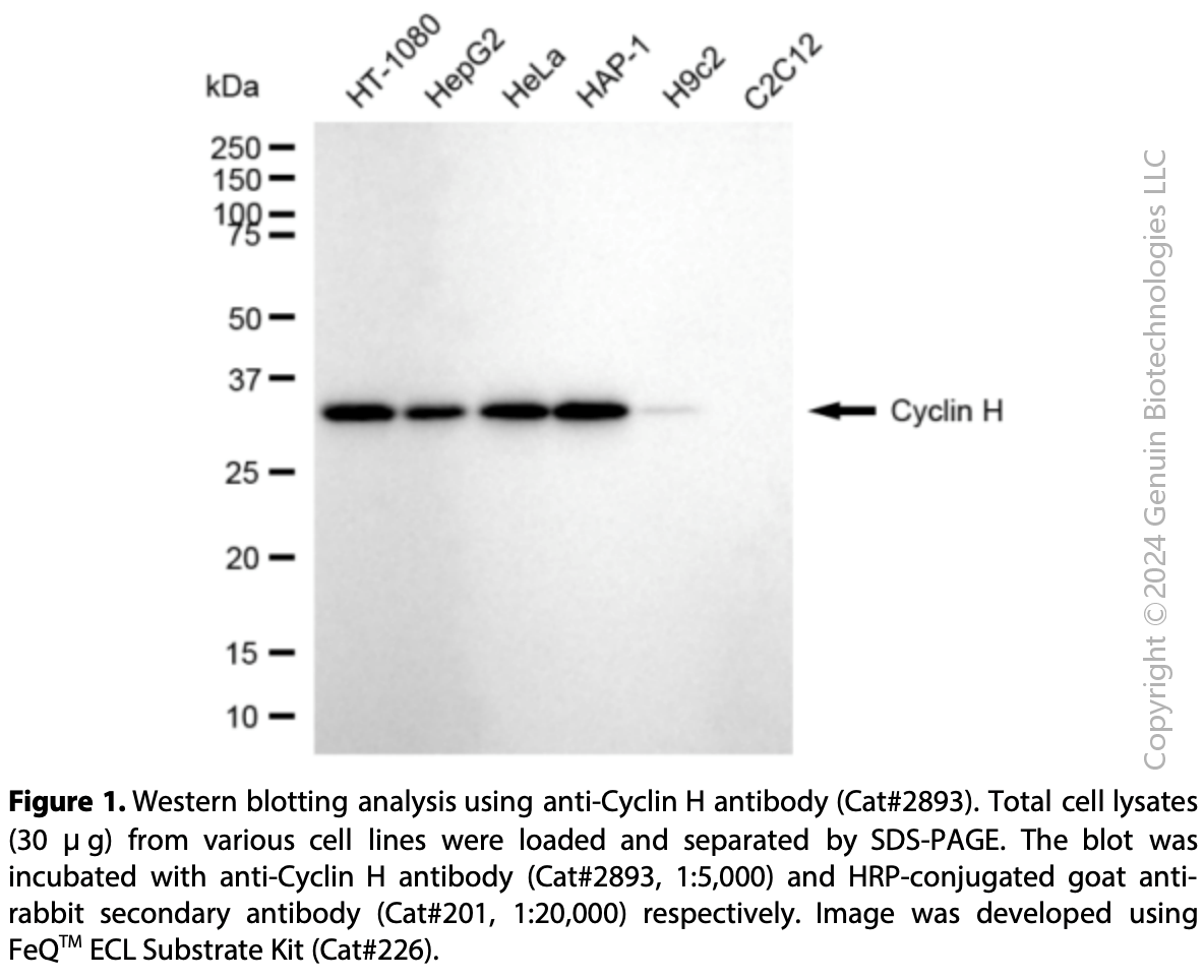 Anti-Cyclin H Rabbit mAb #2893