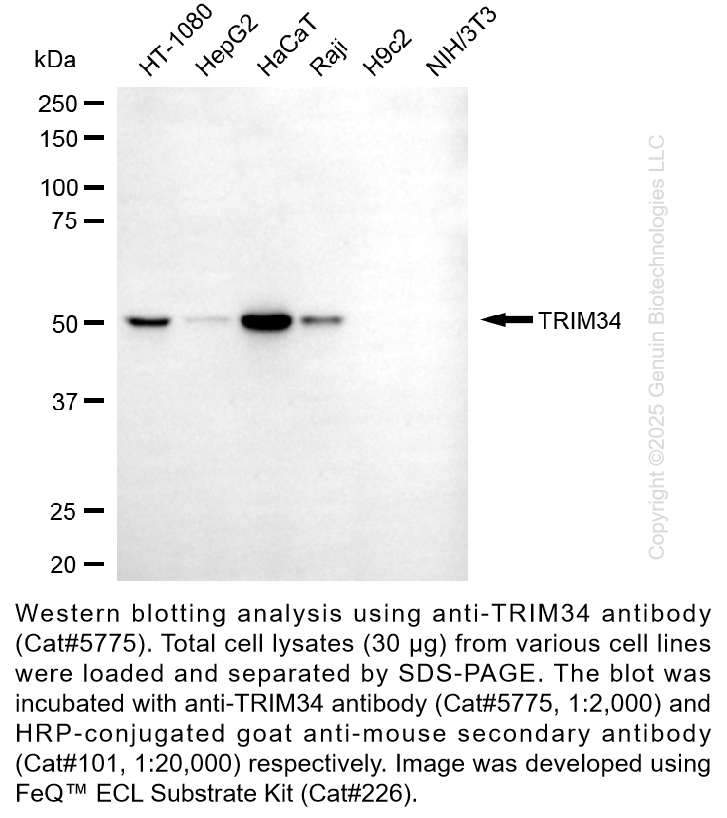 Anti-TRIM34 Mouse Monoclonal Ab #5775