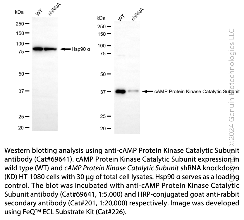 Thumbnail: KD-Validated Anti-cAMP Protein Kinase Catalytic Subunit Rabbit mAb#69641
