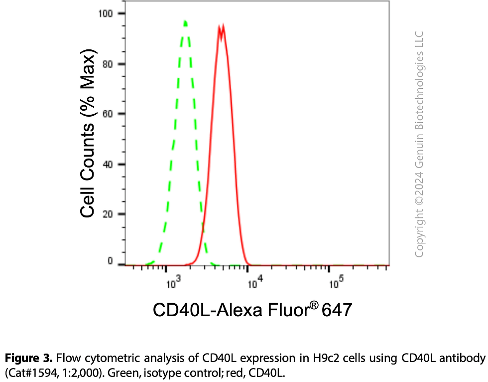 Thumbnail: Anti-CD40L Rabbit mAb #1594