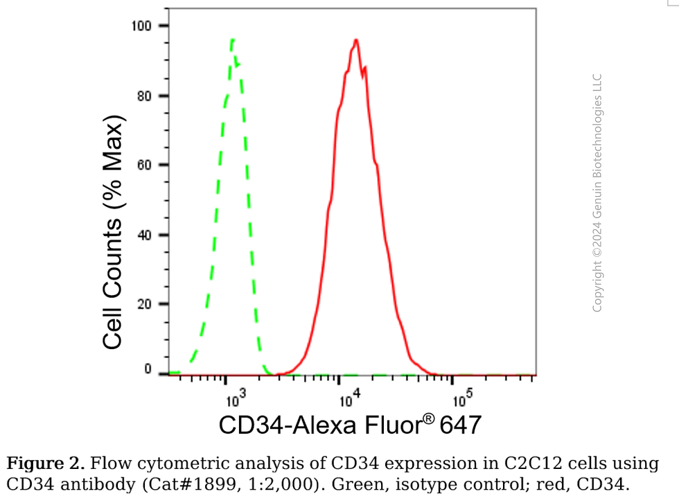 Thumbnail: Anti-CD34 Rabbit mAb #1899