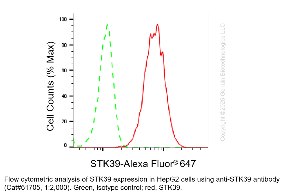 Thumbnail: KD-Validated Anti-Serine/Threonine Kinase 39 Rabbit Monoclonal Ab #61705