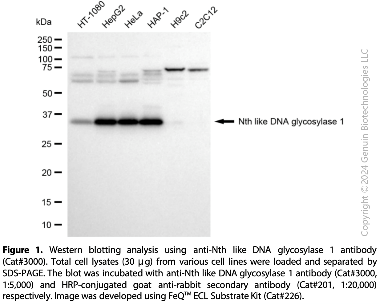 Anti-Nth Like DNA Glycosylase 1 Rabbit mAb #3000