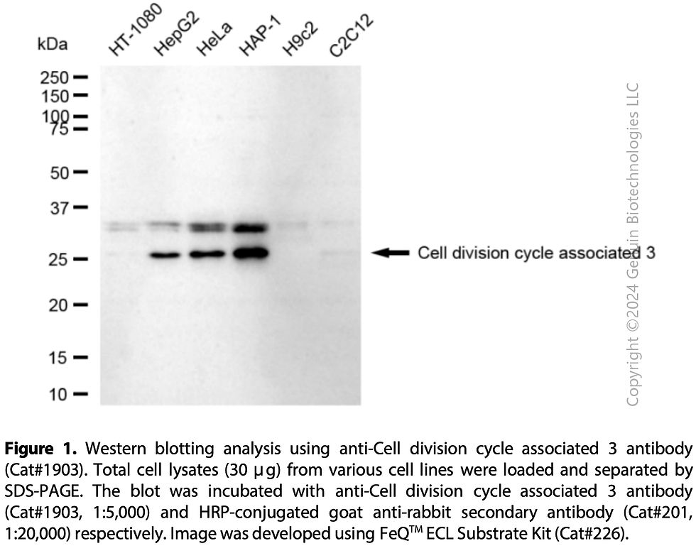 Thumbnail: Anti-Cell Division Cycle Associated 3 Rabbit mAb #1903