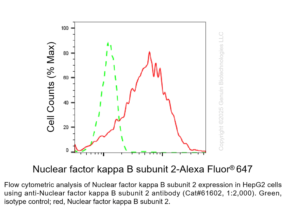 Thumbnail: KD-Validated Anti-Nuclear Factor Kappa B Subunit 2 Rabbit Monoclonal Ab #61602