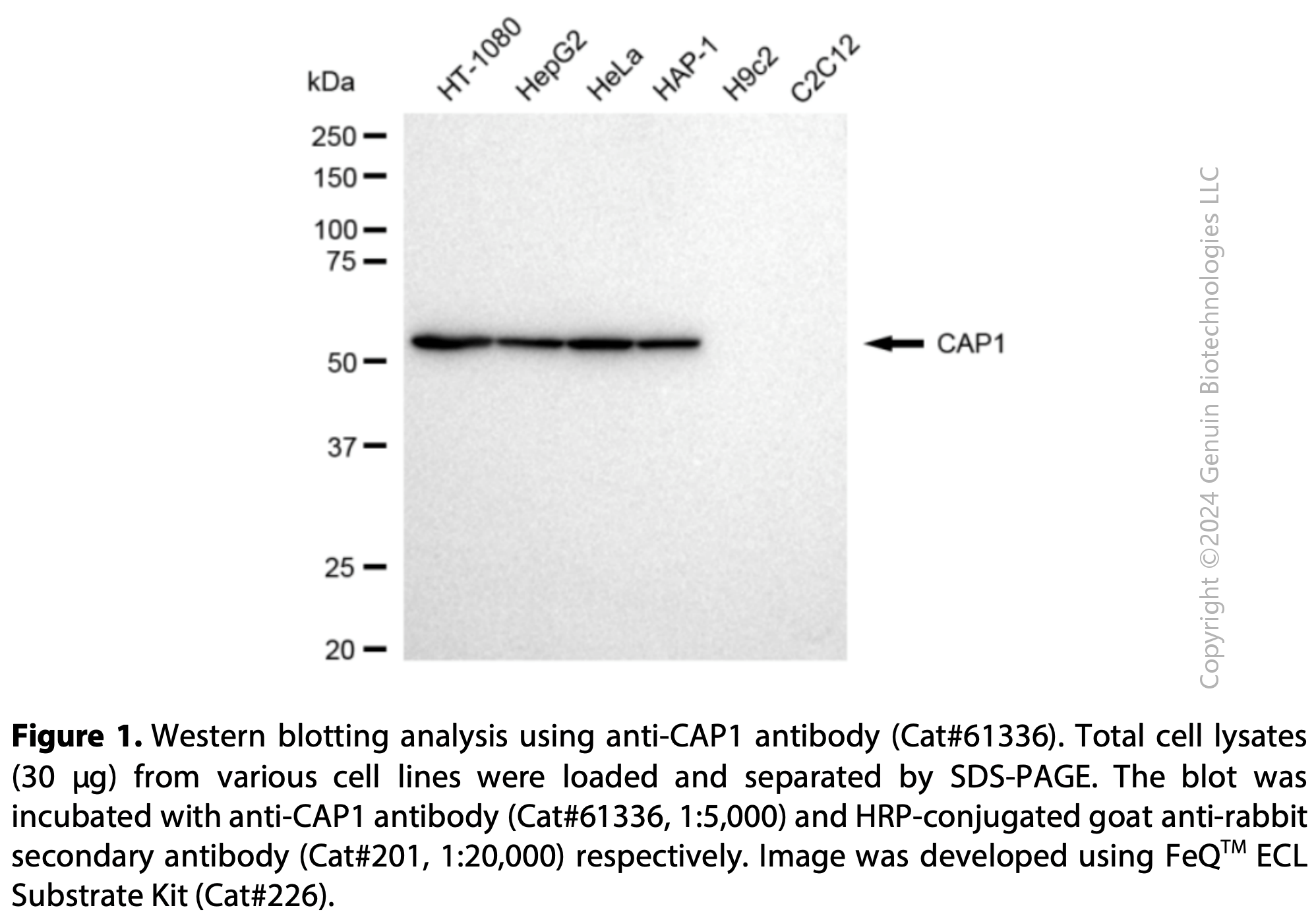 KD-Validated Anti-CAP1 Rabbit mAb #61336
