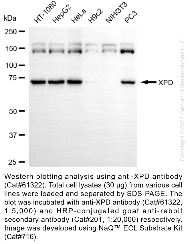 KD-Validated Anti-XPD Rabbit Monoclonal Ab #61322