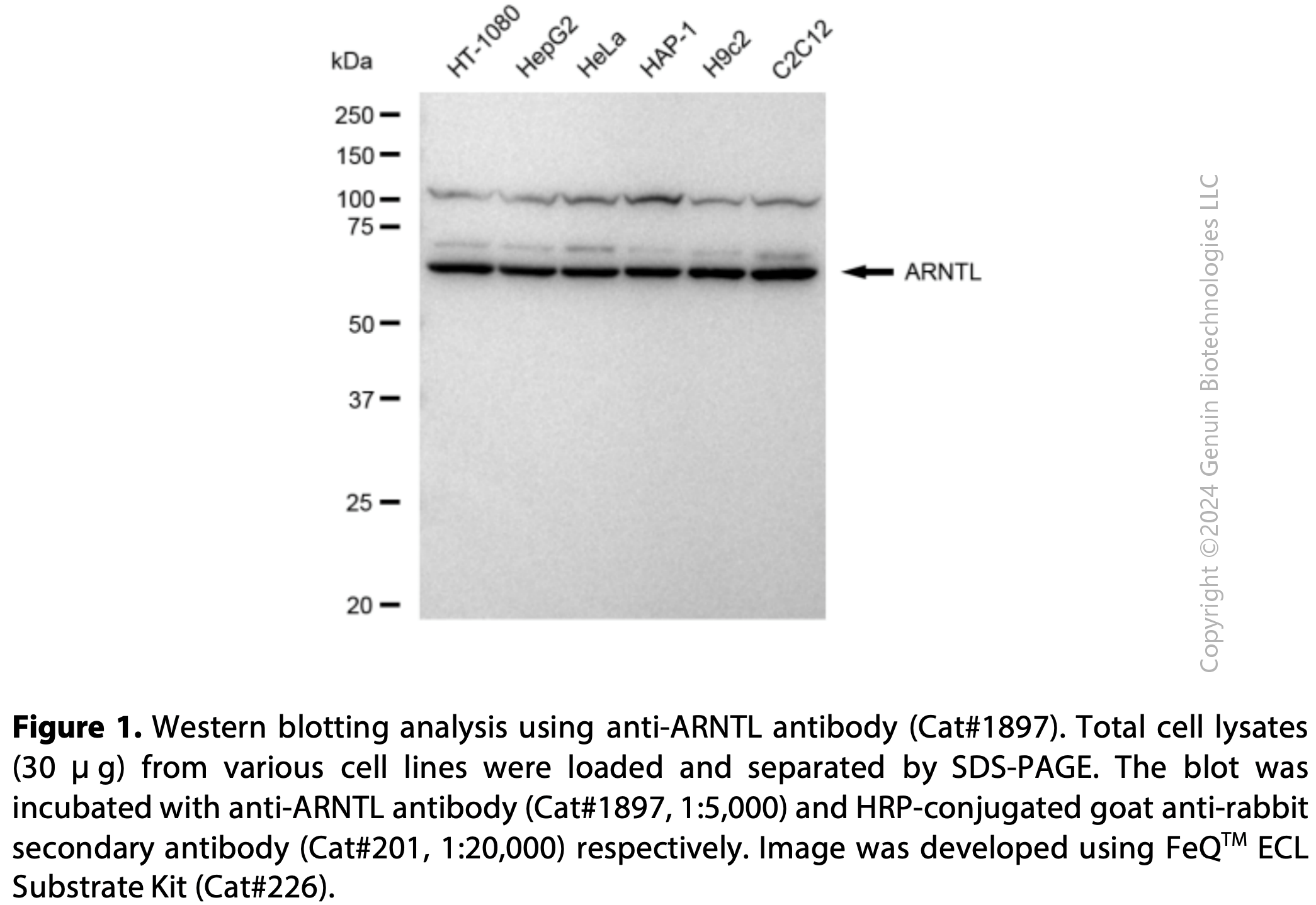 Anti-ARNTL Rabbit mAb #1897