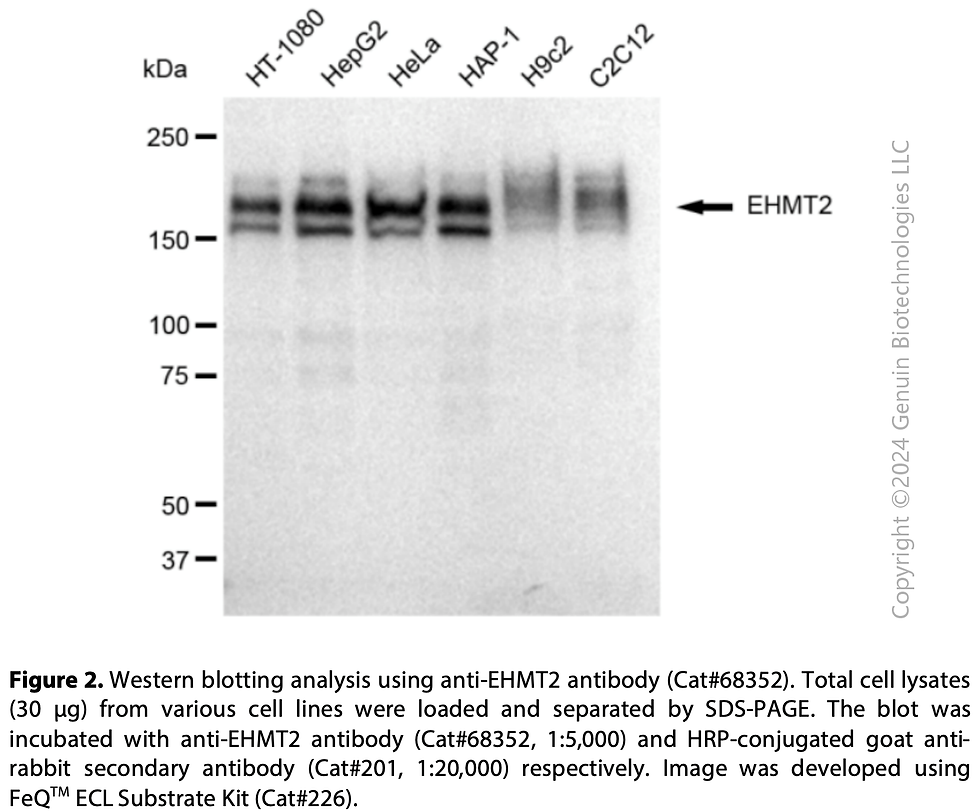 Thumbnail: KD-Validated Anti-EHMT2 Rabbit Monoclonal Ab#68352