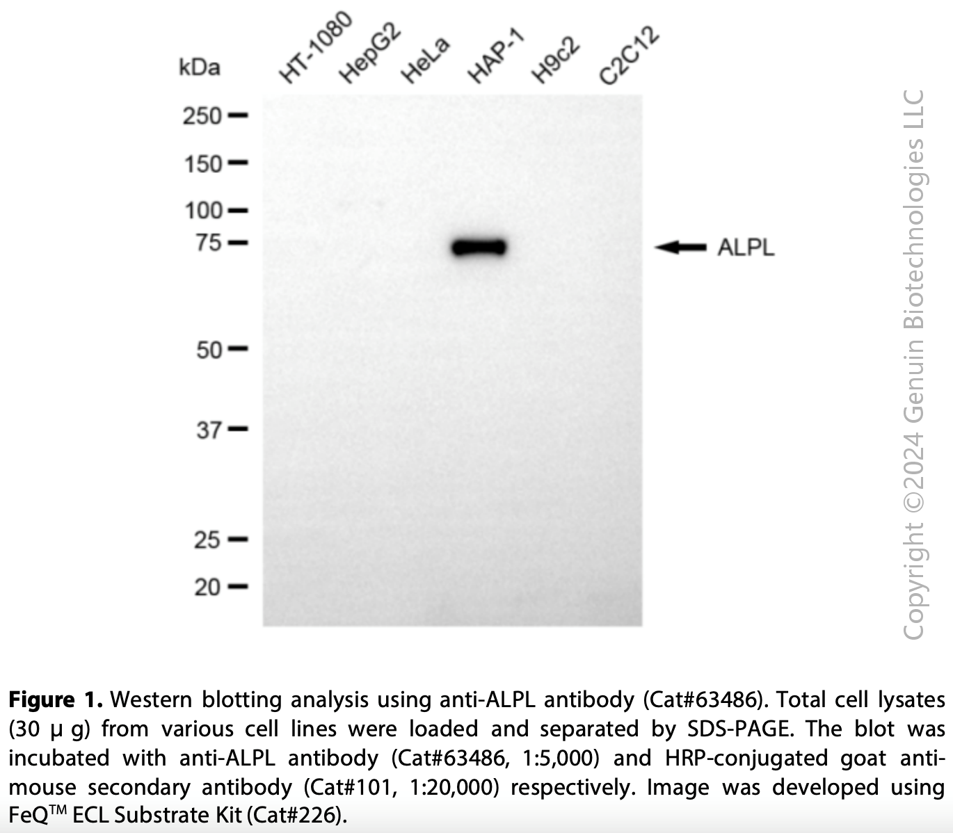 KD-Validated Anti-ALPL Mouse Monoclonal Ab #63486