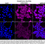 Thumbnail: KD-Validated Anti-Glutathione-Disulfide Reductase Rabbit mAb #61465