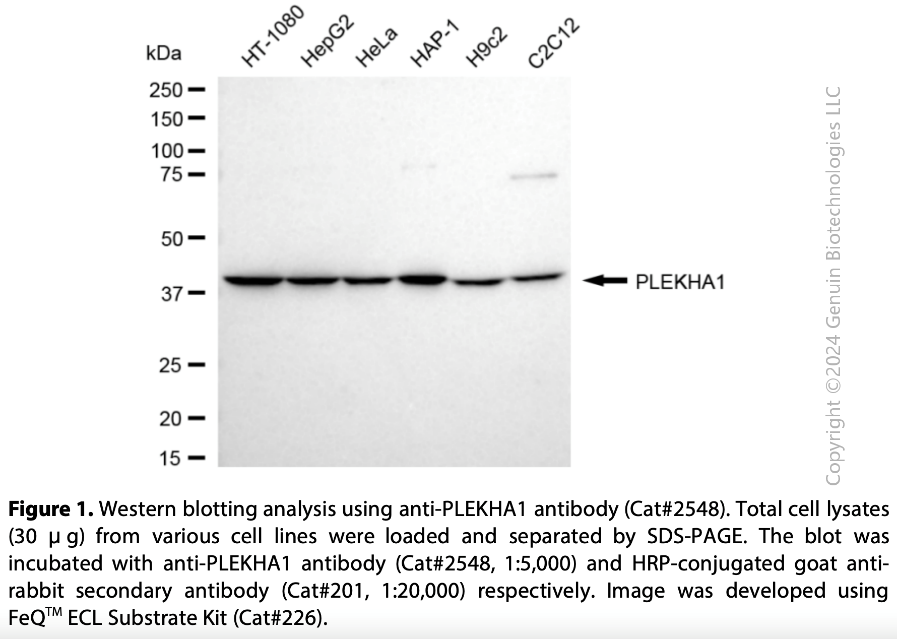 Anti-PLEKHA1 Rabbit mAb #2548