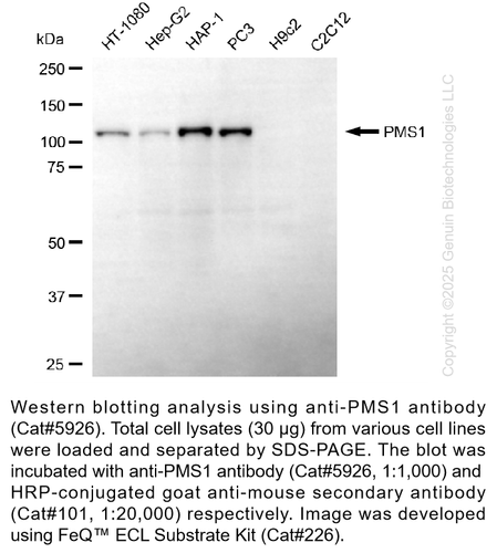 Pms1 Anti-PMS1 Mouse Monoclonal ab #5926 | GenuIN Biotech