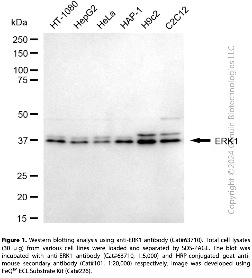 KD-Validated Anti-MAPK3 Mouse Monoclonal Ab #63710