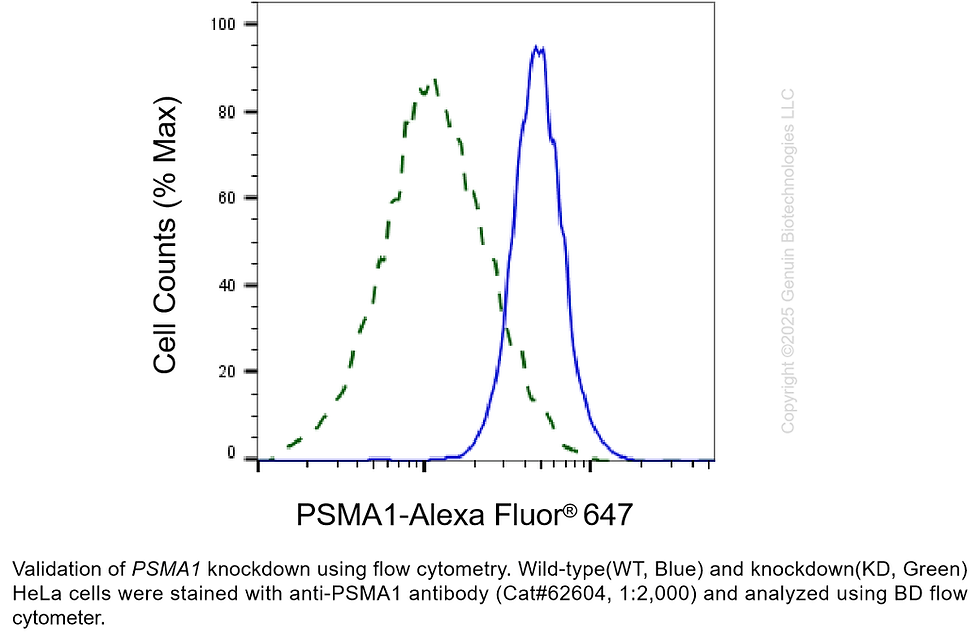 Thumbnail: KD-Validated Anti-PSMA1 Rabbit Monoclonal Ab#62604