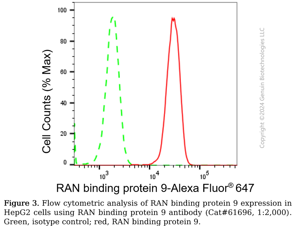 Thumbnail: KD-Validated Anti-RAN Binding Protein 9 Rabbit Monoclonal Antibody#61696