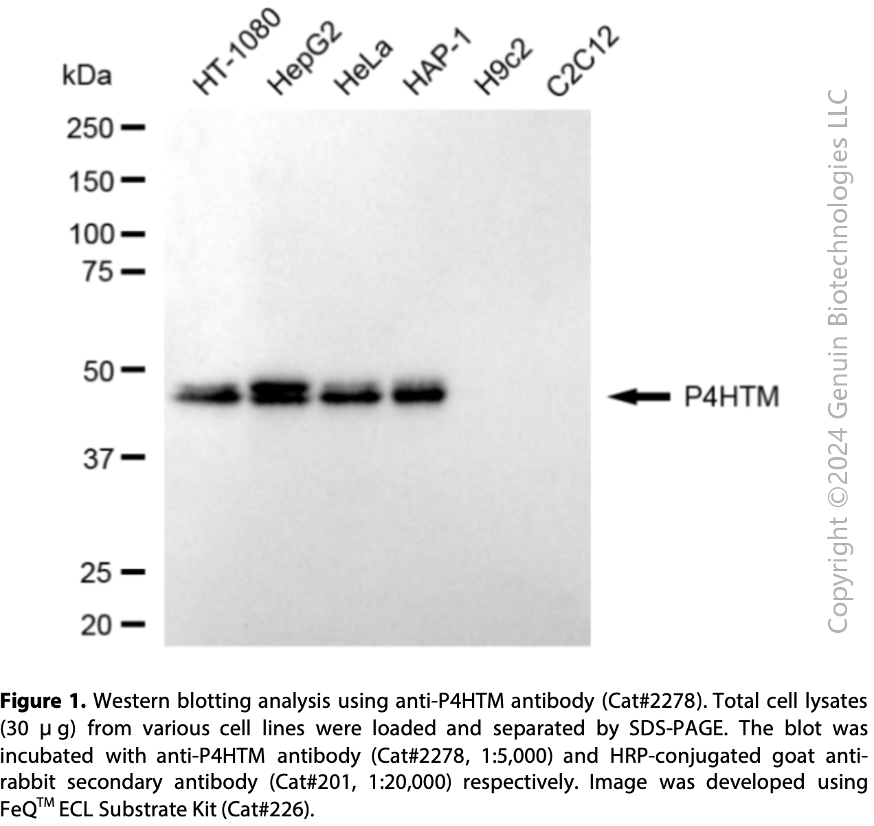 Anti-P4HTM Rabbit mAb #2278