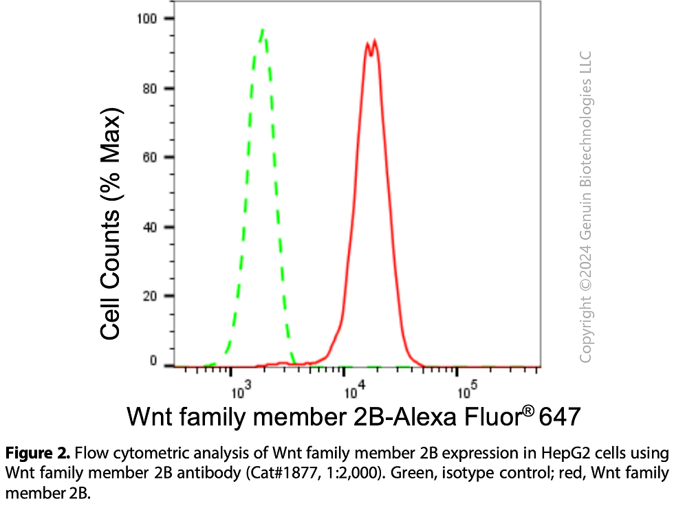 Thumbnail: Anti-Wnt Family Member 2B Rabbit mAb #1877