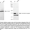 Thumbnail: KD-Validated Anti-Transcription elongation  factor A1 Rabbit Monoclonal Ab#61239