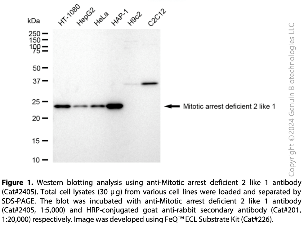 Thumbnail: Anti-Mitotic Arrest Deficient 2 Like 1 Rabbit mAb #2405
