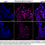 Thumbnail: KD-Validated Anti-Neuronal Calcium Sensor 1 Rabbit Monoclonal Ab#62262