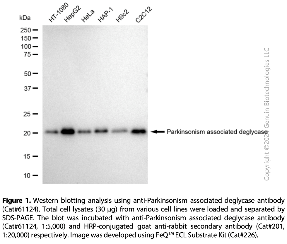Thumbnail: KD-Validated Anti-Parkinsonism Associated Deglycase Rabbit mAb #61124
