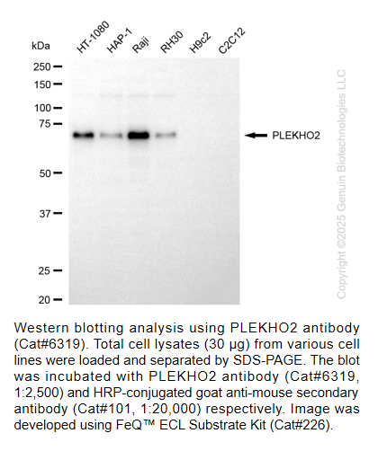PLEKHO2 Mouse mAb #6319