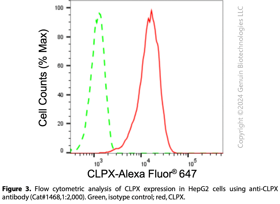 Thumbnail: Anti-CLPX Rabbit mAb #1468