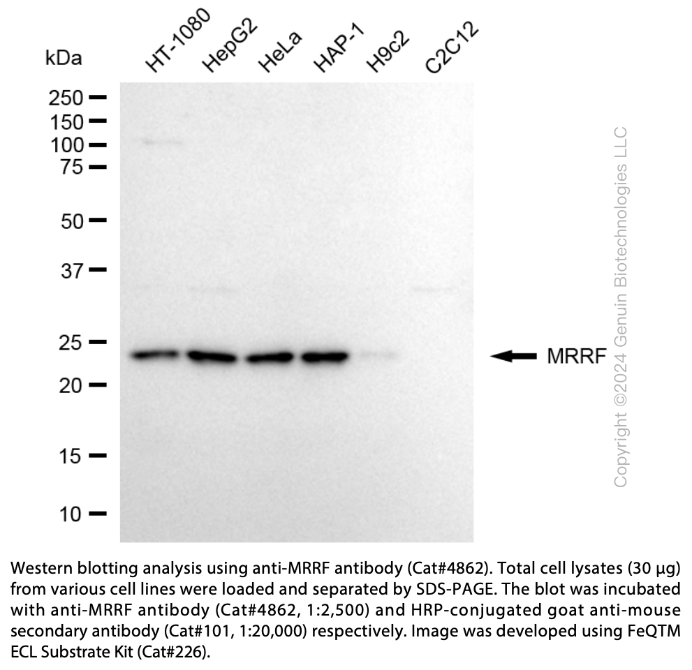 Anti-MRRF Mouse Monoclonal Ab #4862